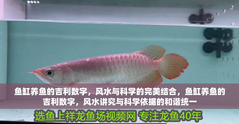 魚缸養魚的吉利數字，風水與科學的完美結合，魚缸養魚的吉利數字，風水講究與科學依據的和諧統一