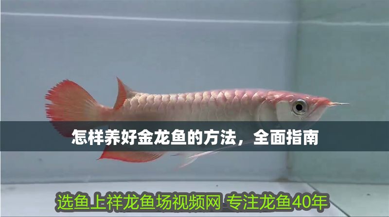 怎樣養好金龍魚的方法，全面指南 怎樣養好金龍魚的方法，全面指南 龍魚百科 第1張