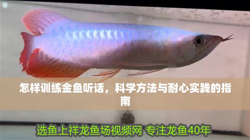 怎樣訓練金魚聽話，科學方法與耐心實踐的指南
