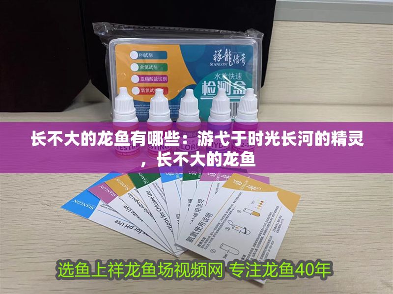長不大的龍魚有哪些：游弋于時光長河的精靈，長不大的龍魚