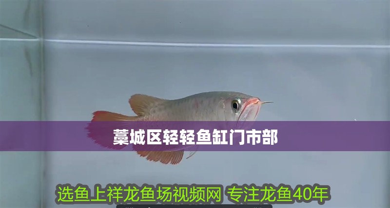 <strong><mark>藁城</mark></strong>區(qū)輕輕魚缸門市部