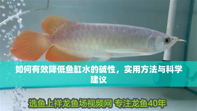 如何有效降低魚缸水的堿性，實用方法與科學建議