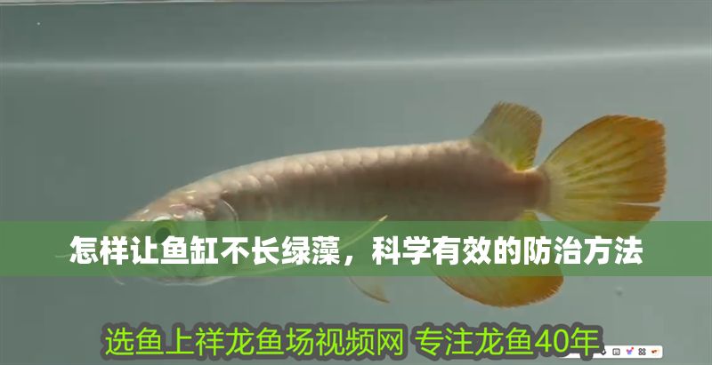 怎樣讓魚缸不長綠藻，科學有效的防治方法