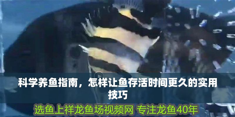 科學(xué)養(yǎng)魚指南，怎樣讓魚存活時(shí)間更久的實(shí)用技巧