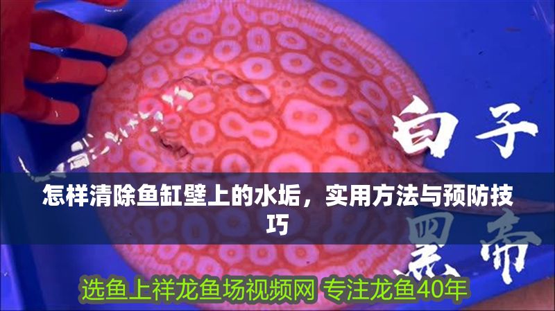 怎樣清除魚缸壁上的水垢，實用方法與預防技巧