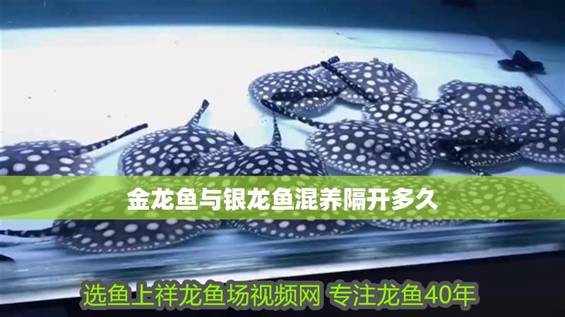 金龍魚與銀龍魚混養隔開多久