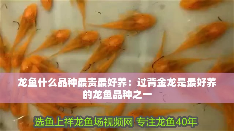 龍魚什么品種最貴最好養：過背金龍是最好養的龍魚品種之一