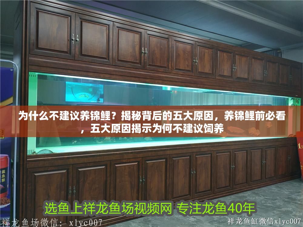 為什么不建議養錦鯉？揭秘背后的五大原因，養錦鯉前必看，五大原因揭示為何不建議飼養