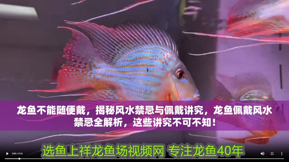 龍魚不能隨便戴，揭秘風水禁忌與佩戴講究，龍魚佩戴風水禁忌全解析，這些講究不可不知！