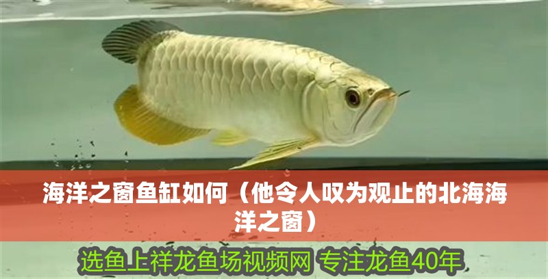 海洋之窗魚缸如何（他令人嘆為觀止的北海海洋之窗）