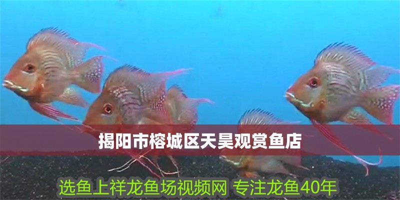 揭陽市榕城區(qū)天昊觀賞魚店