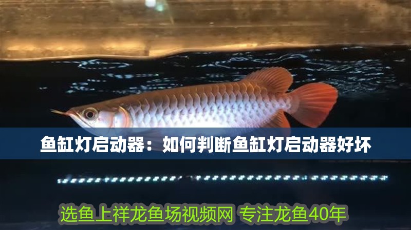 魚缸燈啟動器：如何判斷魚缸燈啟動器好壞