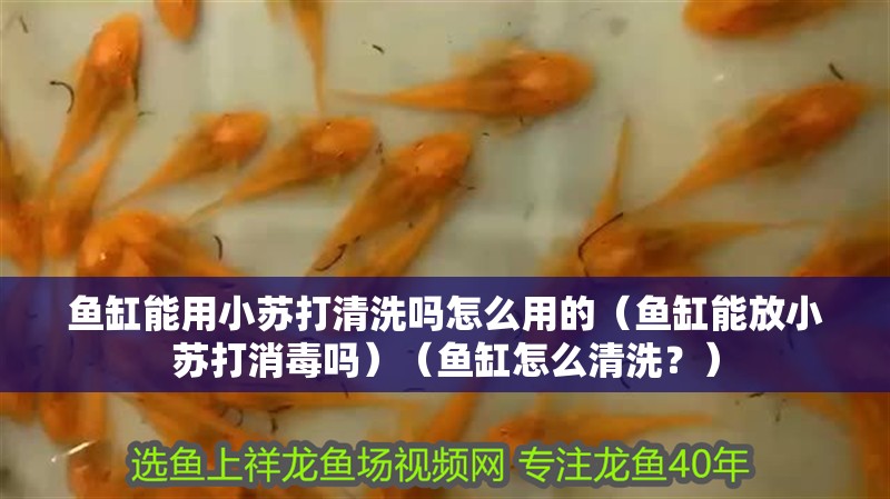 魚缸能用小蘇打清洗嗎怎么用的（魚缸能放小蘇打消毒嗎）（魚缸怎么清洗？）