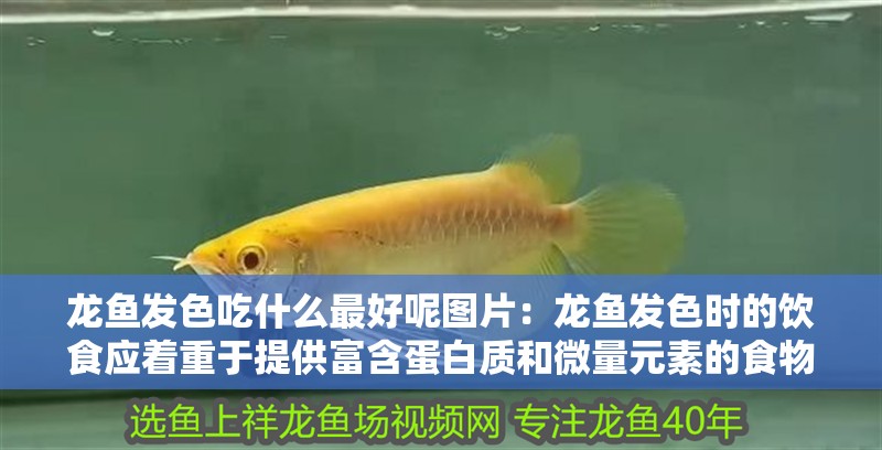 龍魚發(fā)色吃什么最好呢圖片：龍魚發(fā)色時的飲食應著重于提供富含蛋白質(zhì)和微量元素的食物