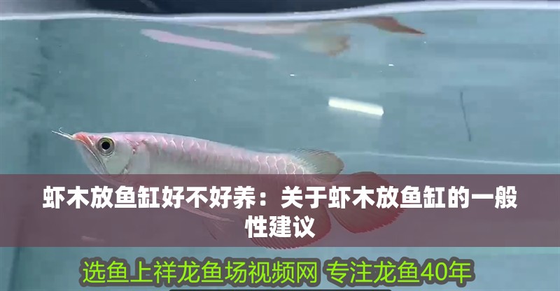 蝦木放魚缸好不好養：關于蝦木放魚缸的一般性建議