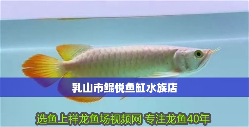 乳山市鯤悅魚缸水族店