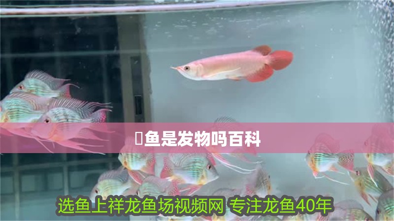 鳡魚是發物嗎百科 鳡魚是發物嗎百科 龍魚論壇