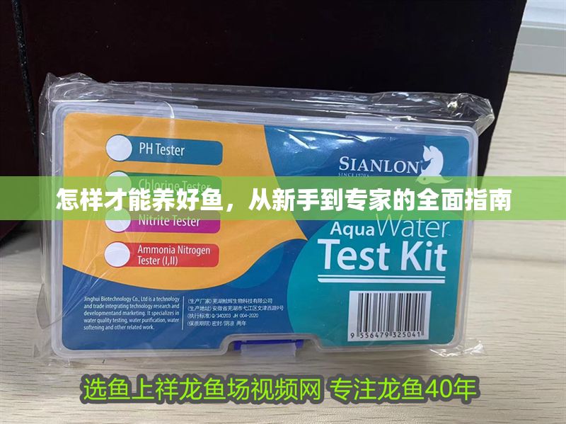 怎樣才能養好魚，從新手到專家的全面指南