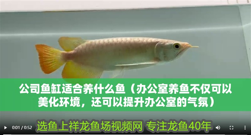 公司魚缸適合養什么魚（辦公室養魚不僅可以美化環境，還可以提升辦公室的氣氛）