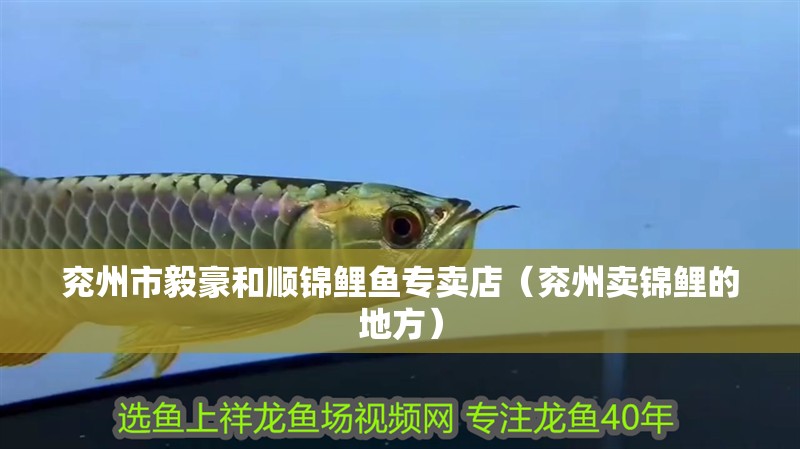兗州市毅豪和順錦鯉魚專賣店（兗州賣錦鯉的地方）