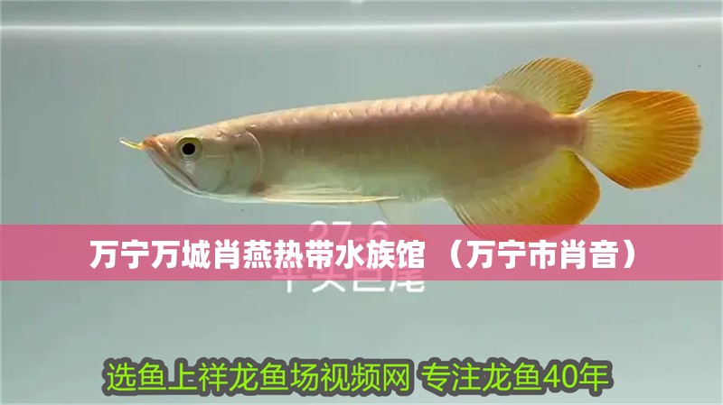 萬寧萬城肖燕熱帶水族館 （萬寧市肖音）
