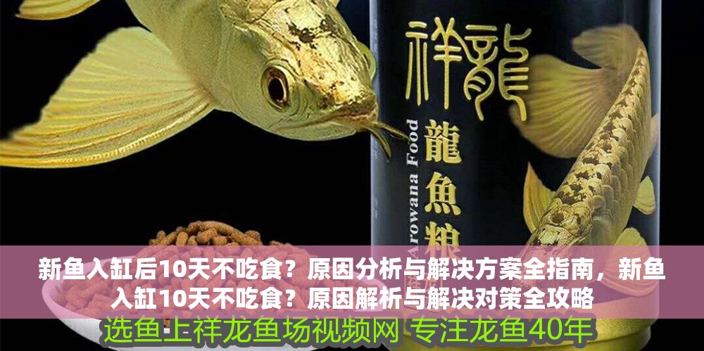 新魚入缸后10天不吃食？原因分析與解決方案全指南，新魚入缸10天不吃食？原因解析與解決對策全攻略 新魚入缸后10天不吃食？原因分析與解決方案全指南，新魚入缸10天不吃食？原因解析與解決對策全攻略 龍魚百科 第1張