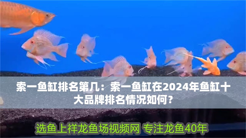 索一魚缸排名第幾：索一魚缸在2024年魚缸十大品牌排名情況如何？
