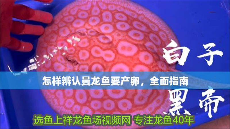 怎樣辨認曼龍魚要產卵，全面指南