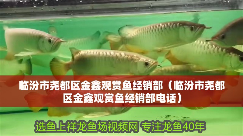 臨汾市堯都區(qū)金鑫觀賞魚經(jīng)銷部（臨汾市堯都區(qū)金鑫觀賞魚經(jīng)銷部電話）