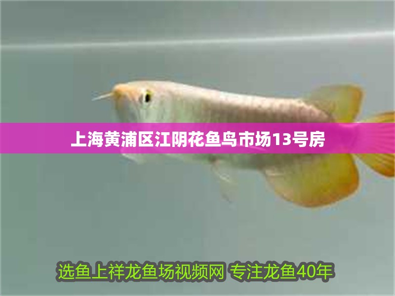 上海黃浦區江陰花魚鳥市場13號房