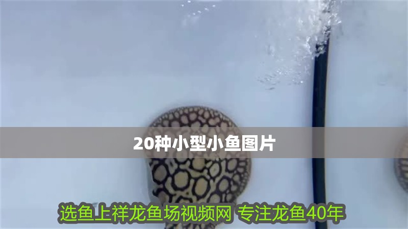 20種小型小魚圖片