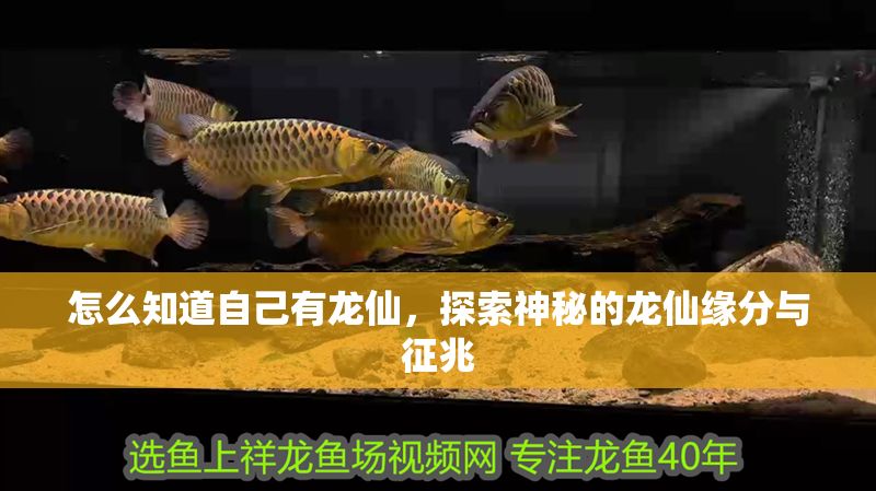 怎么知道自己有龍仙，探索神秘的龍仙緣分與征兆