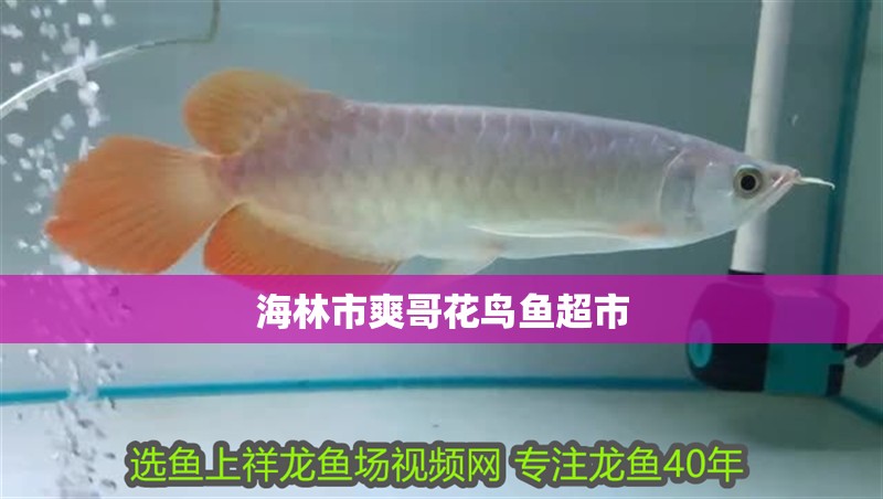海林市爽哥花鳥(niǎo)魚(yú)超市