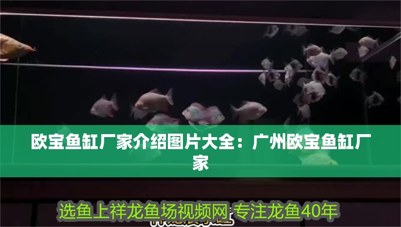 歐寶魚缸廠家介紹圖片大全：廣州歐寶魚缸廠家