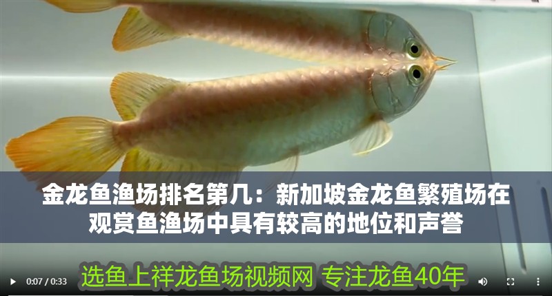 金龍魚漁場排名第幾：新加坡金龍魚繁殖場在觀賞魚漁場中具有較高的地位和聲譽 金龍魚漁場排名第幾：新加坡金龍魚繁殖場在觀賞魚漁場中具有較高的地位和聲譽 龍魚百科