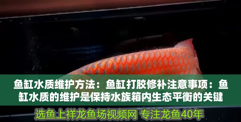魚缸水質維護方法：魚缸打膠修補注意事項：魚缸水質的維護是保持水族箱內生態平衡的關鍵