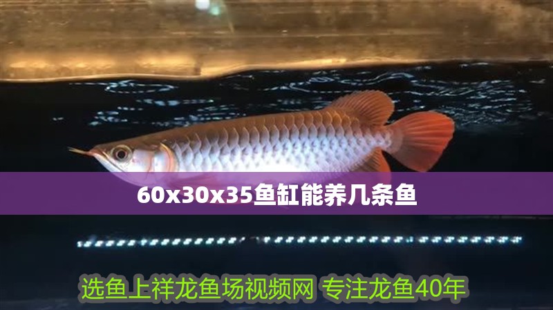 60x30x35魚(yú)缸能養(yǎng)幾條魚(yú)
