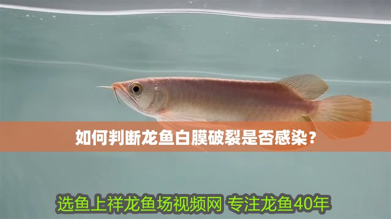 如何判斷龍魚白膜破裂是否感染？