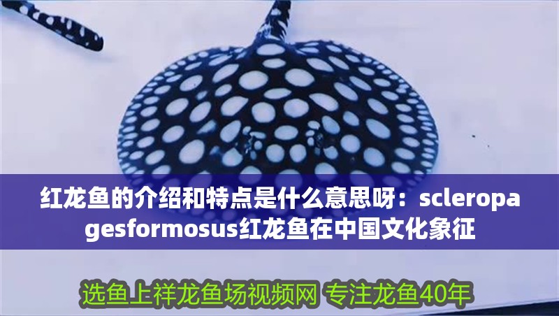 紅龍魚的介紹和特點是什么意思呀：scleropagesformosus紅龍魚在中國文化象征