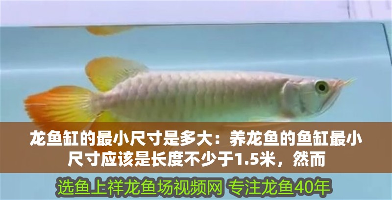 龍魚缸的最小尺寸是多大：養(yǎng)龍魚的魚缸最小尺寸應該是長度不少于1.5米，然而