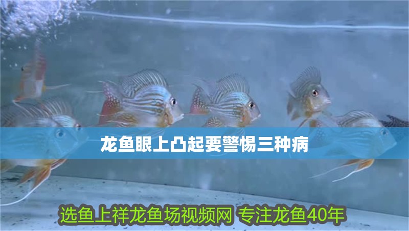 龍魚眼上凸起要警惕三種病