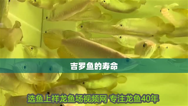 吉羅魚(yú)的壽命 吉羅魚(yú)的壽命 龍魚(yú)論壇