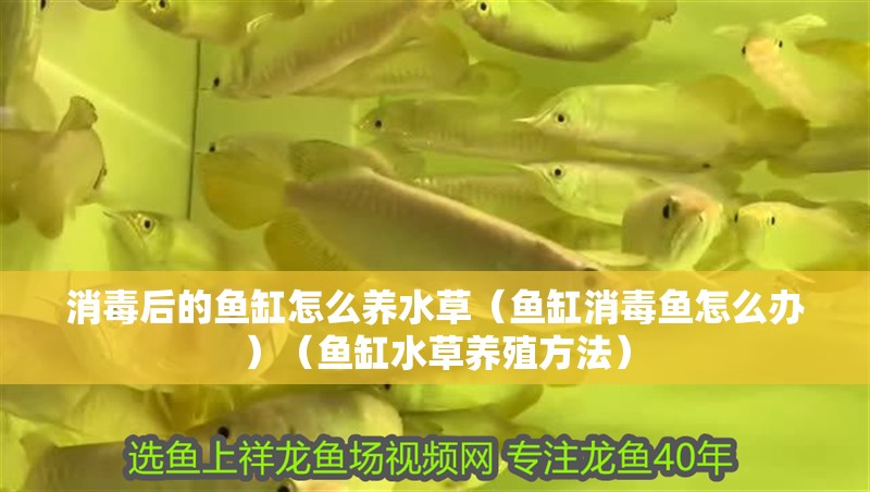 消毒后的魚缸怎么養(yǎng)水草（魚缸消毒魚怎么辦）（魚缸水草養(yǎng)殖方法）