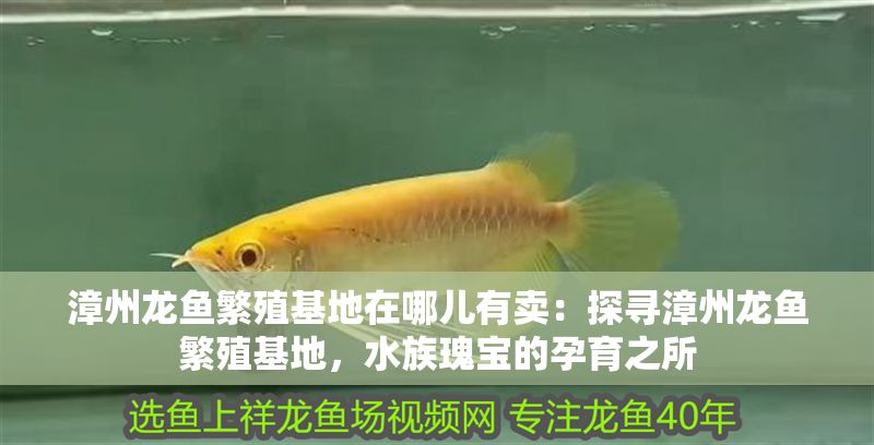 漳州龍魚繁殖基地在哪兒有賣：探尋漳州龍魚繁殖基地，水族瑰寶的孕育之所
