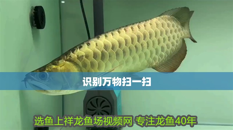 識別萬物掃一掃