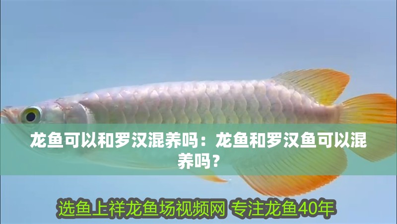 龍魚(yú)可以和羅漢混養(yǎng)嗎：龍魚(yú)和羅漢魚(yú)可以混養(yǎng)嗎？