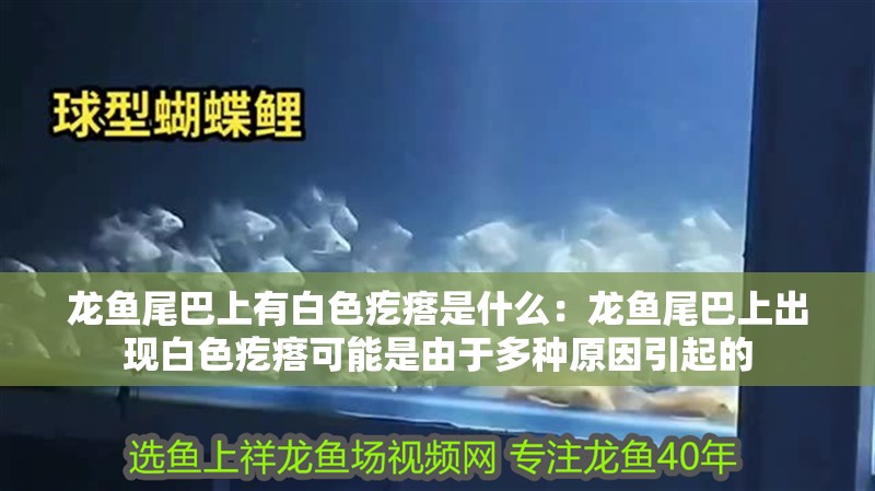 龍魚尾巴上有白色疙瘩是什么：龍魚尾巴上出現白色疙瘩可能是由于多種原因引起的