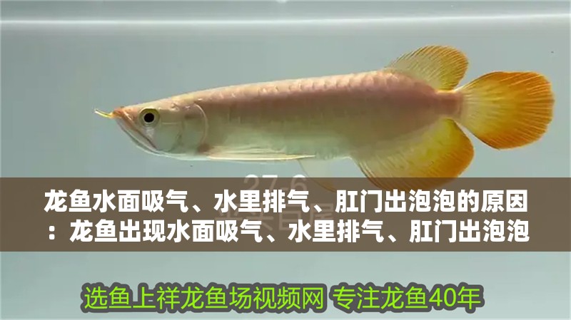 龍魚水面吸氣、水里排氣、肛門出泡泡的原因：龍魚出現水面吸氣、水里排氣、肛門出泡泡等異常行為是怎么回事