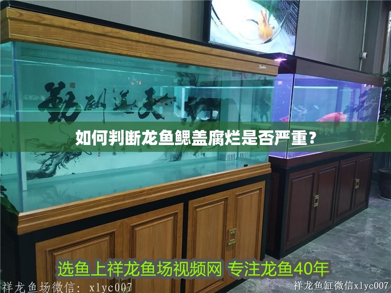 如何判斷龍魚鰓蓋腐爛是否嚴重？