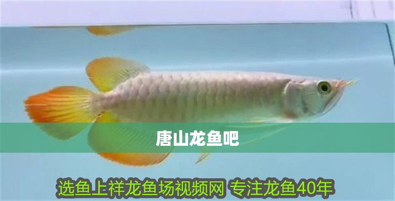 唐山龍魚吧